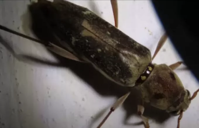 Το ξυλοφάγο έντομο μουριάς «χτύπησε» τον Δήμο Αλίμου