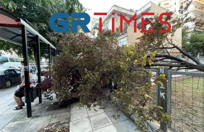 Ισχυροί άνεμοι στην Θεσσαλονίκη: Δέντρο έπεσε δίπλα από στάση λεωφορείου
