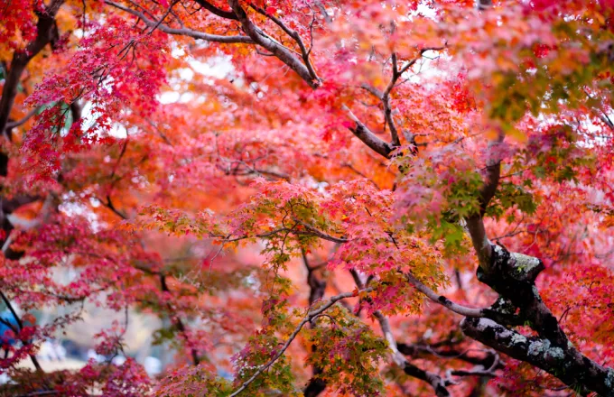 O ιαπωνικός όρος «momijigari» θα βοηθήσει τη φθινοπωρινή μας διάθεση