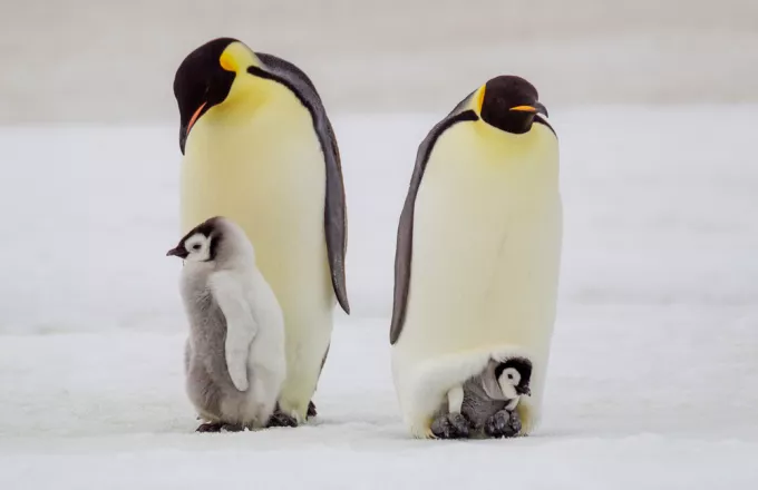 Οι αυτοκρατορικοί πιγκουίνοι της Ανταρκτικής 
