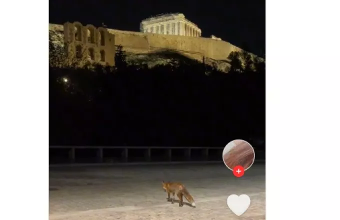 Αλεπού έκοβε βόλτες τη νύχτα κάτω από την Ακρόπολη (βίντεο)