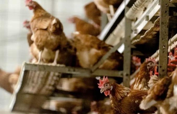 H «πιο καταστροφική» γρίπη των πτηνών πλήττει την Ευρώπη