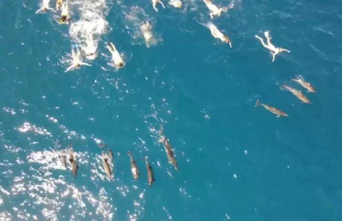 Χαβάη: 33 Κολυμβητές κατηγορούνται για παρενόχληση δελφινιών