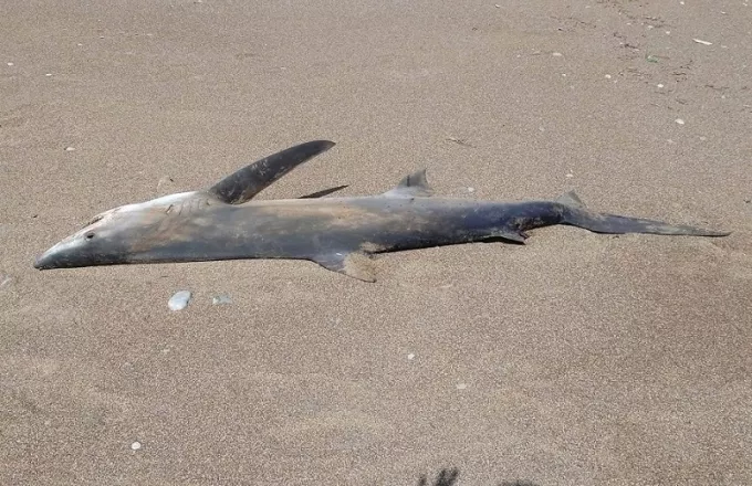 Χανιά: Ξεβράστηκε νεκρό καρχαριοειδές σε ακτή της Κισάμου