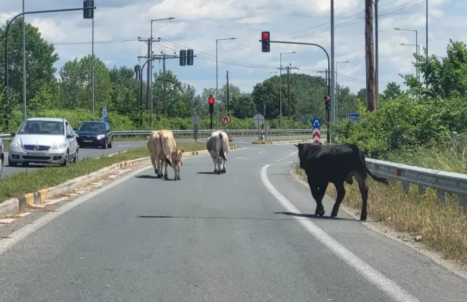 Aγελάδες στην Εθνική Οδό Τρικάλων