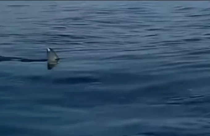 Εμφάνιση καρχαρία τεσσάρων μέτρων στη Σέριφο 