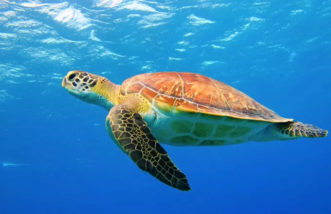 Καρέτα-καρέτα: Παγκόσμιο ρεκόρ για θαλάσσια χελώνα στη Ζάκυνθο | ΣΚΑΪ