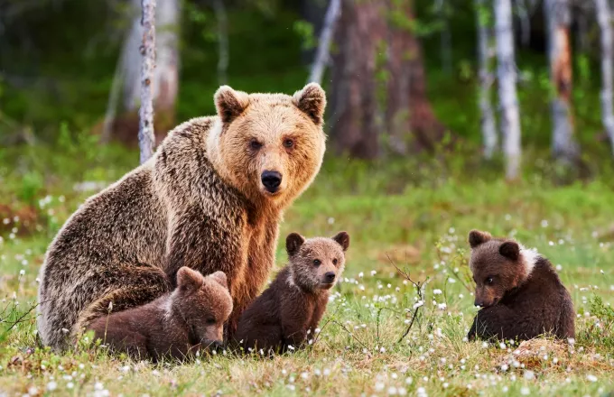 Σκότωσαν αρκούδες στην Κόνιτσα