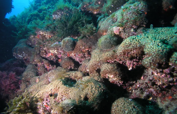 κοράλια