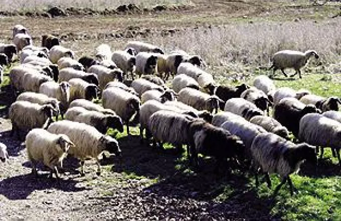 Στον «αέρα» η τιμή του οβελία - Δεν τα βρίσκουν κτηνοτρόφοι και κρεοπώλες