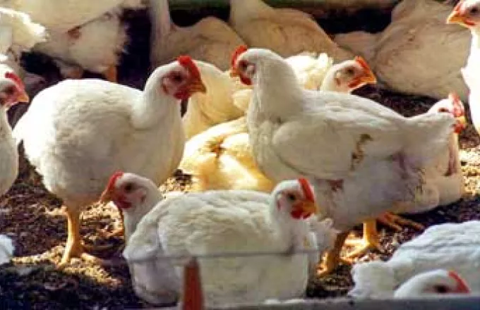 Γρίπη των πτηνών στην Τουρκία