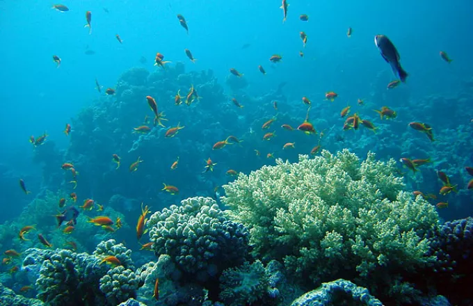 Δραματική μείωση των κοραλλιών