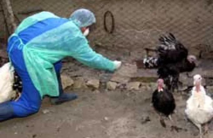 Νέο θύμα της γρίπης των πτηνών