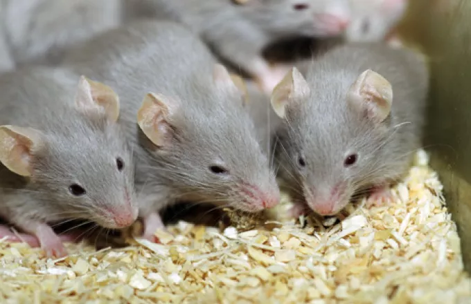 Έρευνα: Τα ποντίκια των πόλεων δεν θα «πυροδοτήσουν» την επόμενη πανδημία