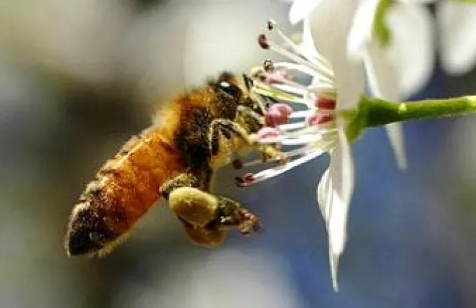 Εξαφανίζονται οι μέλισσες