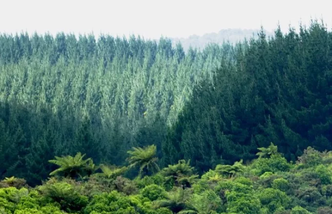 Μπορεί η φύτευση 1 τρισ. δέντρων να μας σώσει από την κλιματική αλλαγή;