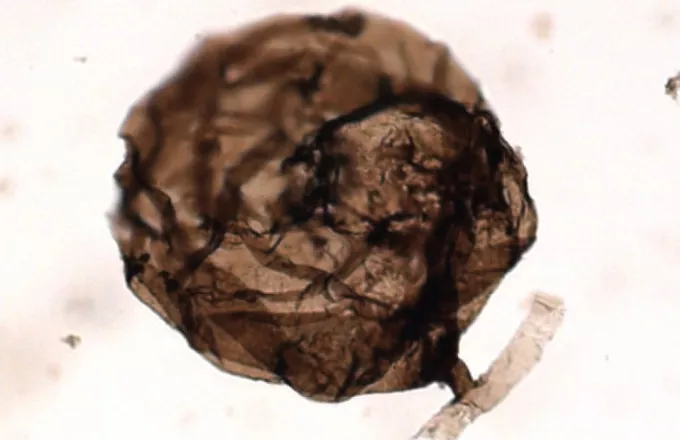 Ανακαλύφθηκε στον αρκτικό Καναδά το αρχαιότερο απολίθωμα μύκητα 
