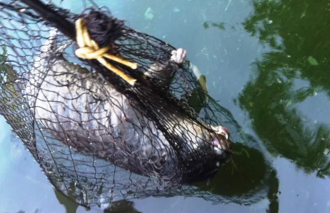 Βρέθηκε νεκρή βίδρα σε αλιευτικά εργαλεία στη λίμνη της Καστοριάς  