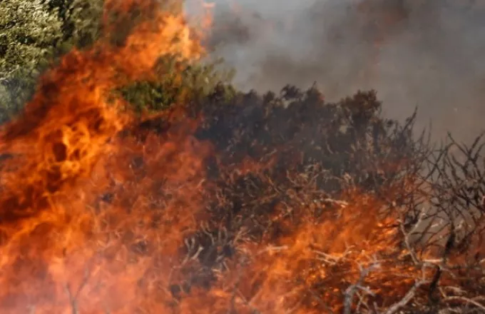 Φωτιά σε δασική έκταση στην Καλλιθέα Ανδρίτσαινας 