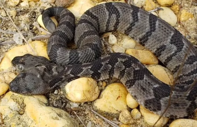  Ο «διπλός Ντέιβ» : To σπάνιο φίδι με τα δύο κεφάλια που βρέθηκε στις ΗΠΑ