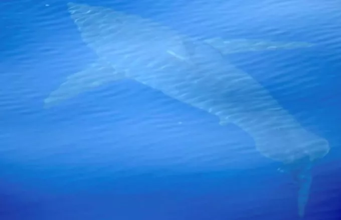 Λευκός καρχαρίας πέντε μέτρων εντοπίστηκε στις Βαλεαρίδες νήσους (video)