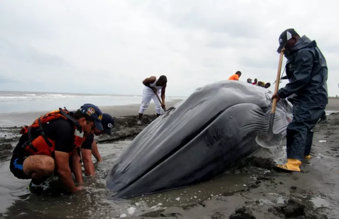 Φόβος για την έκρηξη πτώματος φάλαινας σε παραλία της Αυστραλίας
