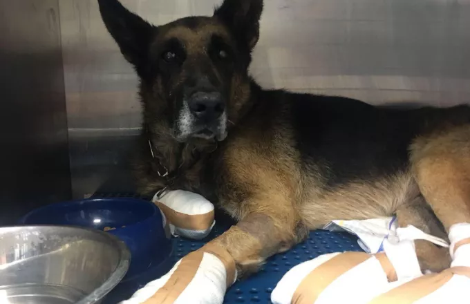 Μάτι: Εγκαταλείπει τον σκύλο του γιατί απέκτησε εγκαύματα στις πατούσες