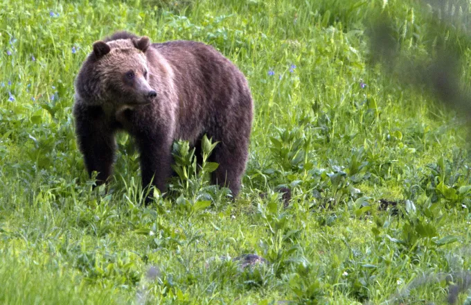 Σουηδία: Οι αρκούδες χρησιμοποιούν τα μικρά τους ως ασπίδα από κυνηγούς