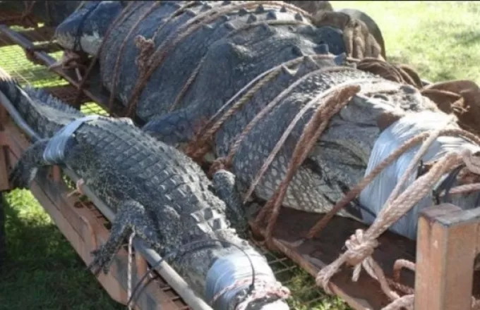 Αυστραλία: Πιάστηκε κροκόδειλος πέντε μέτρων και 600 κιλών (βίντεο)