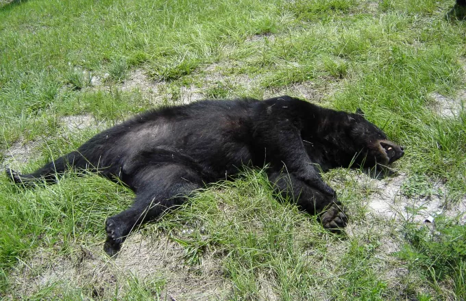 Αρκούδα εντοπίστηκε νεκρή στο Βροντερό Φλώρινας