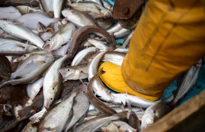 Greenpeace: Το 50% των αλιευμάτων που καταναλώνουμε είναι εισαγόμενα