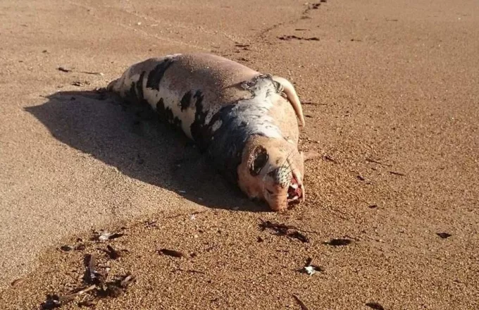Θαλάσσια φώκια εντοπίστηκε νεκρή στο Σούνιο