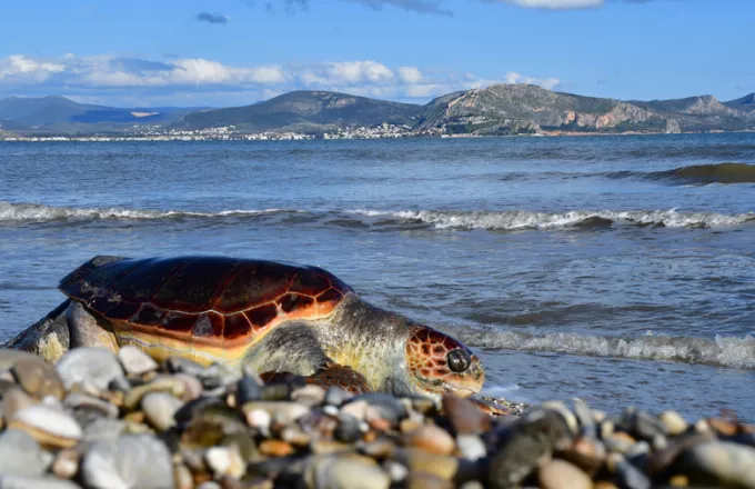 Χελώνα καρέτα - καρέτα βρέθηκε νεκρή στις ακτές της Αττικής