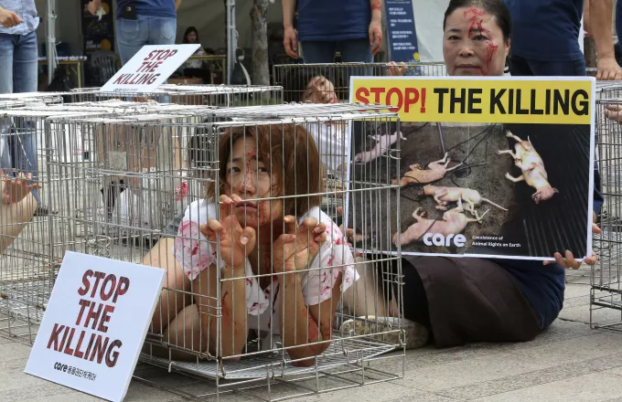 Παράνομη έκρινε τη σφαγή σκύλων για το κρέας τους δικαστήριο της Ν. Κορέας