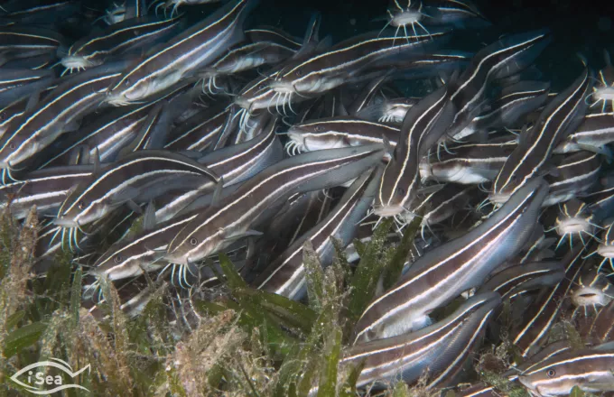 Αυτά είναι τα πλέον επικίνδυνα είδη ψαριών που ζουν στις ελληνικές θάλασσες