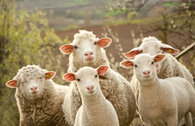 Η επαφή με τα πρόβατα ευνοεί τη σκλήρυνση κατά πλάκας