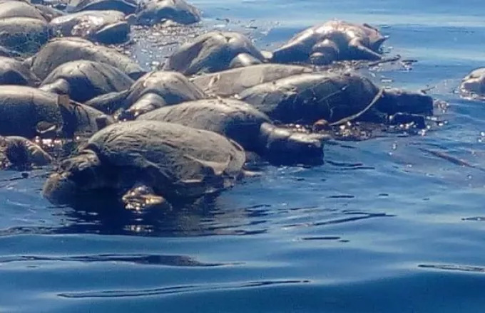 Εντοπίστηκαν νεκρές 300 θαλάσσιες χελώνες υπό εξαφάνιση στο Μεξικό