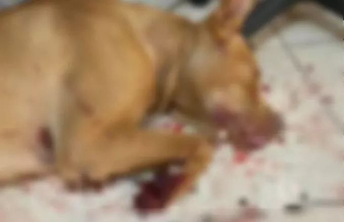 Σε διαθεσιμότητα ο υπάλληλος της ΔΕΗ που κακοποίησε φρικτά τον σκύλο του με παρέμβαση Χατζηδάκη