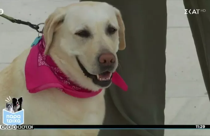 Παρά Τρίχα: Ένας σκύλος ειδοποίησης διαβήτη σώζει ζωές (vid)