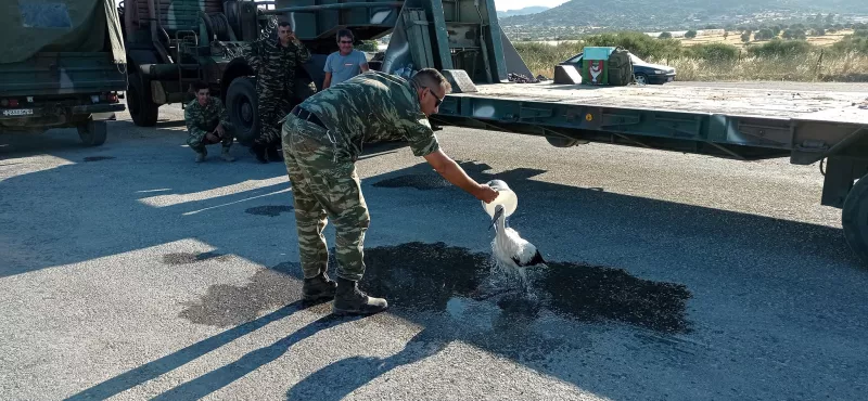 Πελαργός