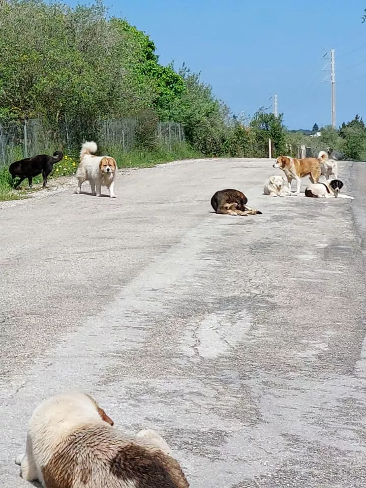 πρεβεζα