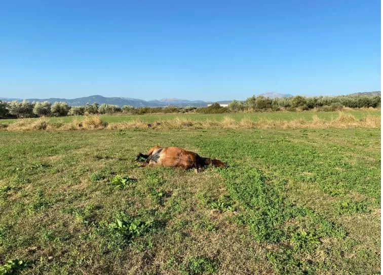 άγρια αλογα