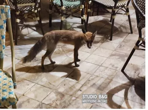 αλεπου