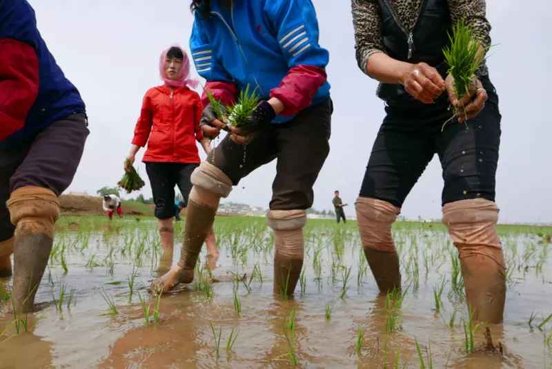 north korea food crisis