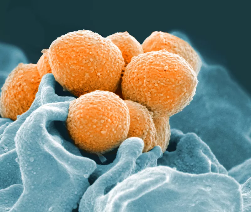 Strep A