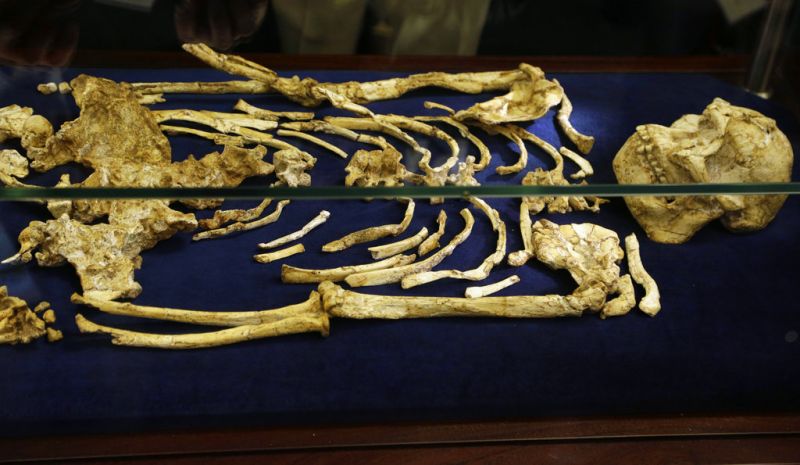 Το κρανίο της λεγόμενης «Κας Πλες», το πιο ολοκληρωμένο κρανίο αφρικανικού Αυστραλοπίθηκου, το οποίο είχε βρεθεί στη Νότια Αφρική το 1947 