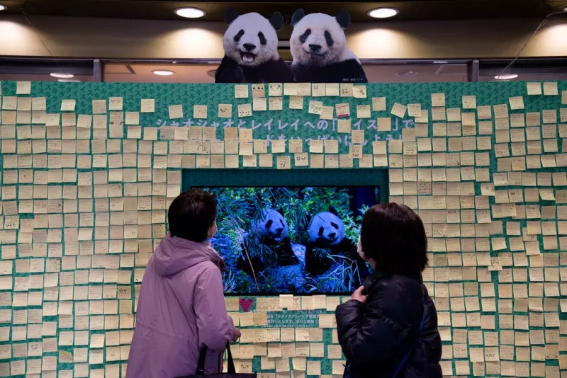 panda