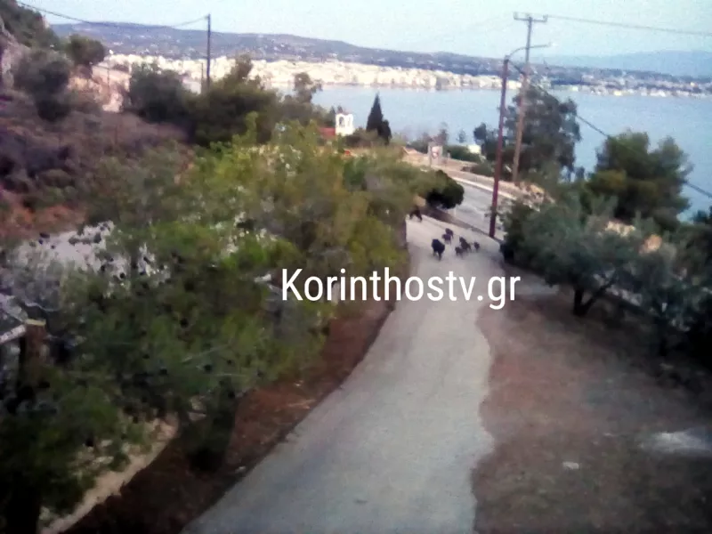 Αγριογούρουνα