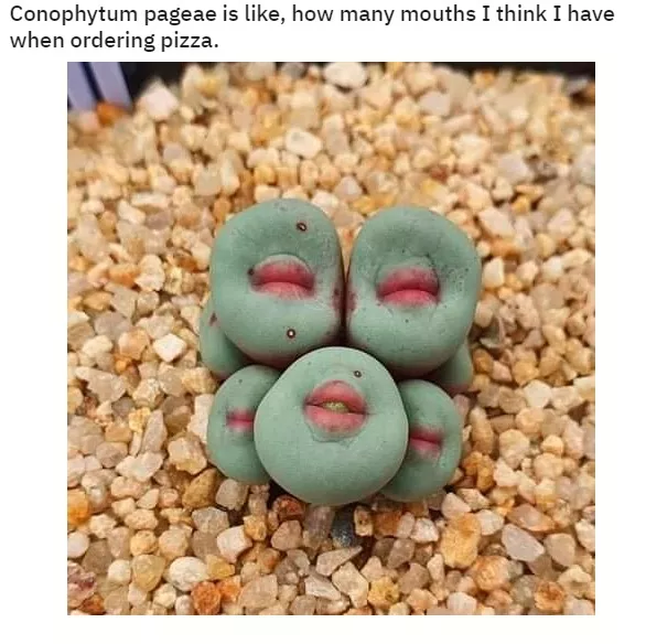 Conophytum