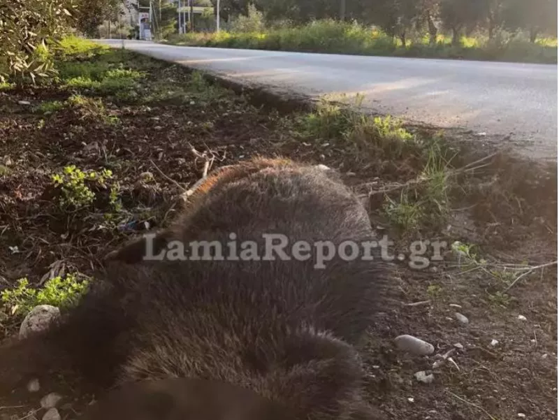 Αγριογούρουνο